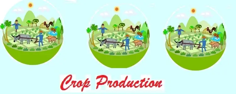 crop production
