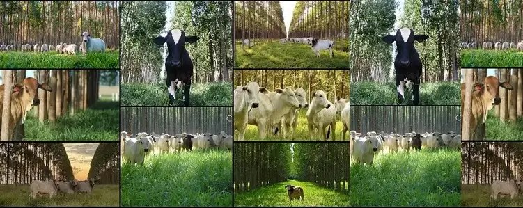livestock , forestry